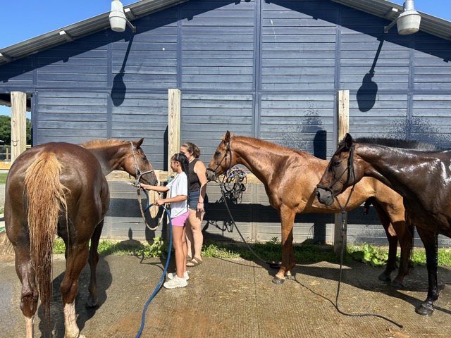Students washing three horses