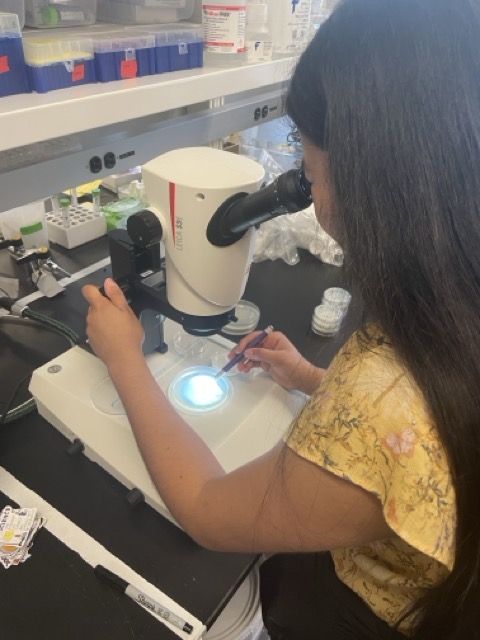 A student looking through a microscope